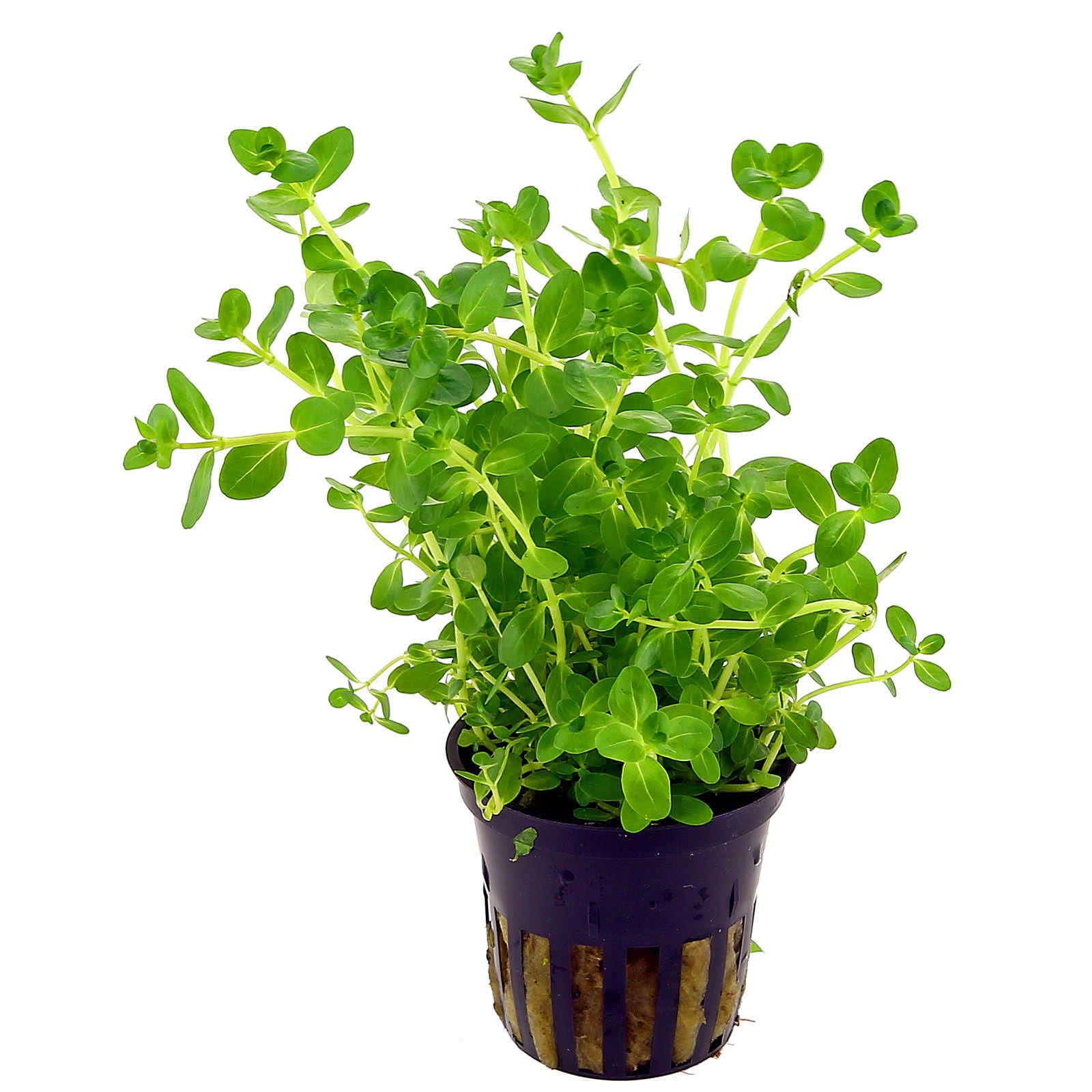 Rotala rotundifolia green